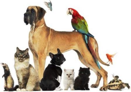  Title: Understanding Veterinary Malpractice in New York: What Pet Owners Should Know Veterinary Malpractice in New York